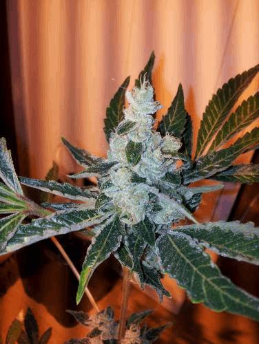 skunk1.jpg