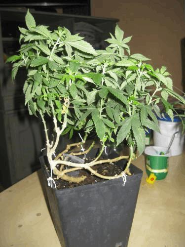 Grow + 100-120.jpg
