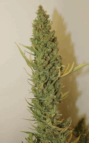 panama #4  .jpg