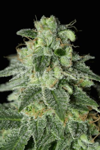 photos shark shock cbd.jpg