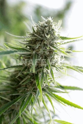 critical mass cbd.jpg