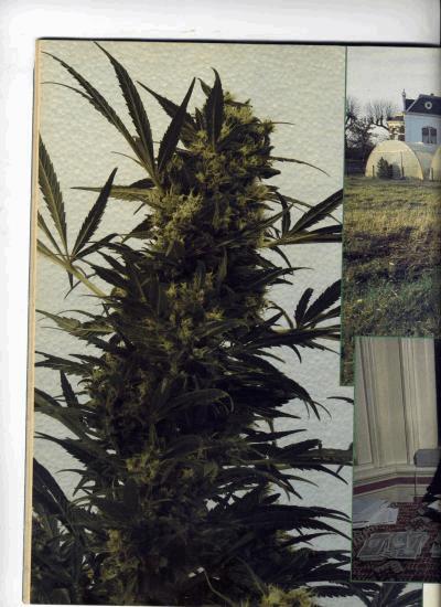cannabiscastle-9.jpg