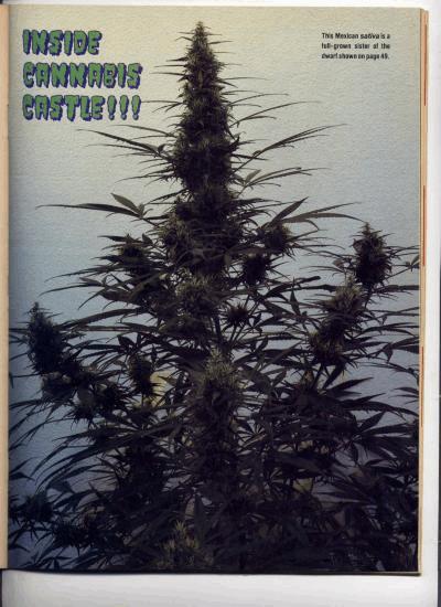 cannabiscastle-8.jpg