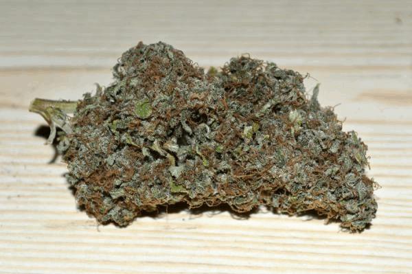 critical-mass1-dry.JPG