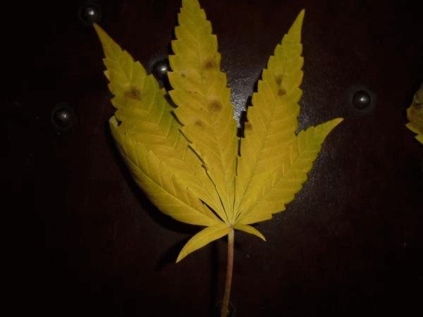 post-810239-0-32094000-1423331225_thumb.jpg