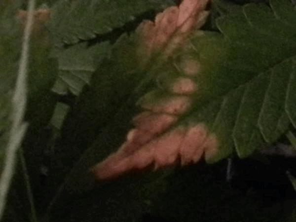 post-828444-0-29906500-1423482556_thumb.jpg