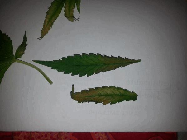 post-828444-0-69479200-1424124021_thumb.jpg