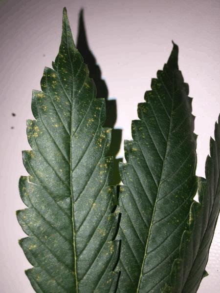 post-692560-0-31675000-1454926996_thumb.jpeg