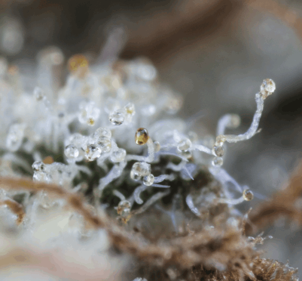 gallery_669114_3961_562502.png