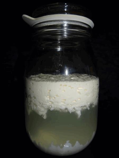 Culture Organique# Sérum de lactobacille X.jpg
