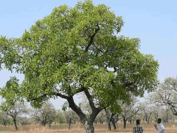 Arbre Neem.jpg