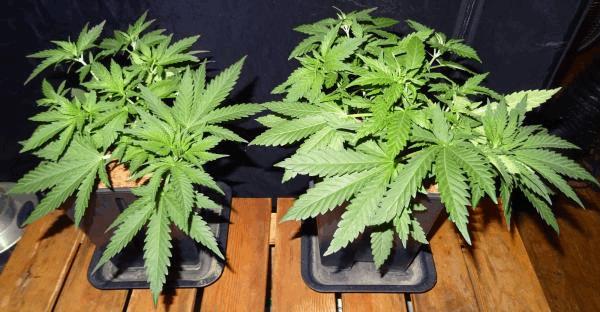 Culture Organique# Skunk#1 n°1 &amp; n°2 A.jpg