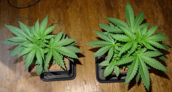 Culture Organique# Skunk#1 n°1 &amp; n°2 .jpg