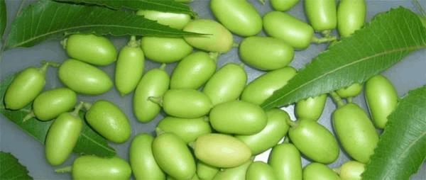 Graines Neem.jpg