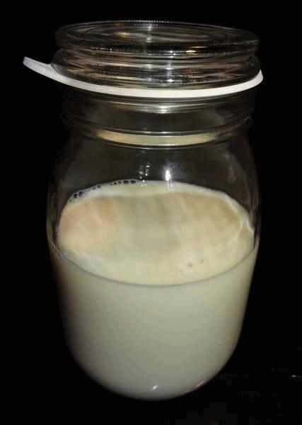 Culture Organique# Sérum de lactobacille T - copie.jpg