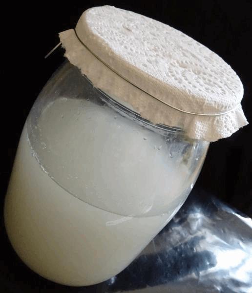 Culture Organique# Sérum de lactobacille I.jpg