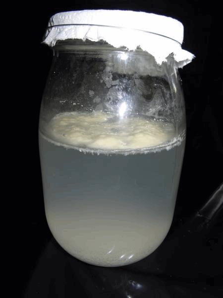 Culture Organique# Sérum de lactobacille O.jpg