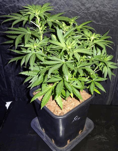 Culture Organique# Skunk#1 n°2 F.jpg