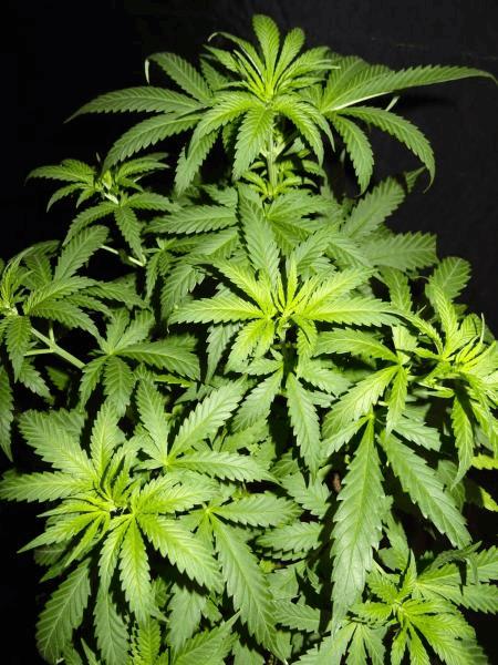 Culture Organique# Skunk#1 n°2 C.jpg