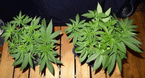Culture Organique# Skunk#1 n°1 &amp; n°2 D.jpg