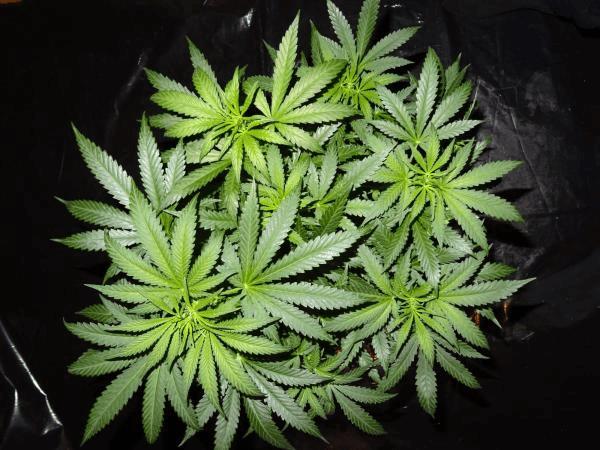 Culture Organique# Skunk#1 n°2 H.jpg