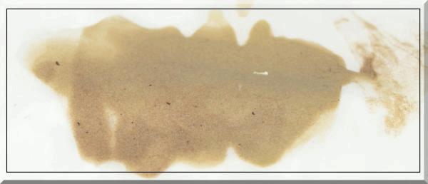 zoom Gumby Hash -45µ A.jpg