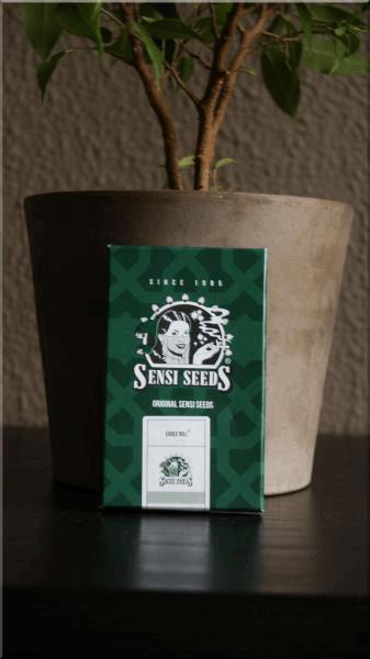 Seeds Eagle Bill.jpg