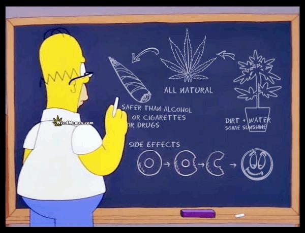 homer-cartoon-cannabis-facts-weedmemes.jpg