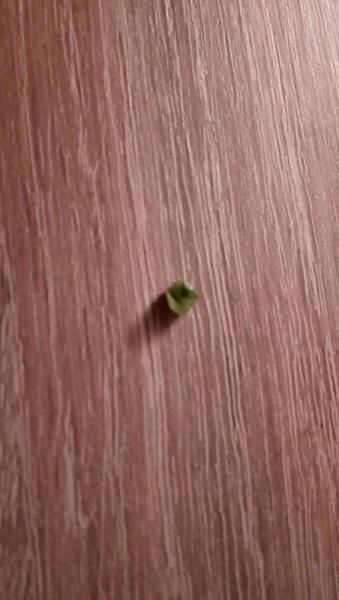 post-852295-0-58196400-1487014882_thumb.jpg