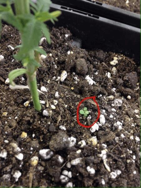post-859186-0-43936500-1486197319_thumb.jpeg