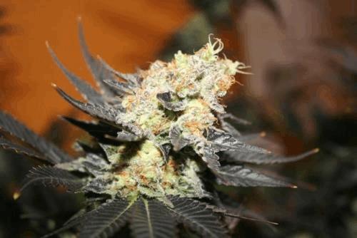 Blueberry Kera Seeds 3.JPG
