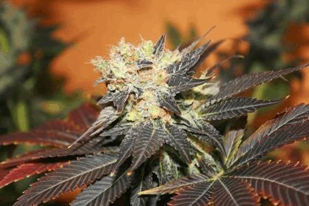Blueberry Kera Seeds 5.JPG