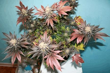 Blueberry Kera Seeds 6.JPG