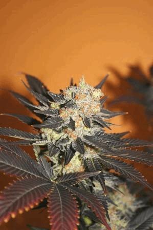 Blueberry Kera Seeds 2.JPG