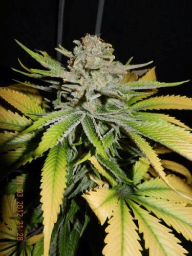 post-676961-0-70145900-1331285869_thumb.jpg