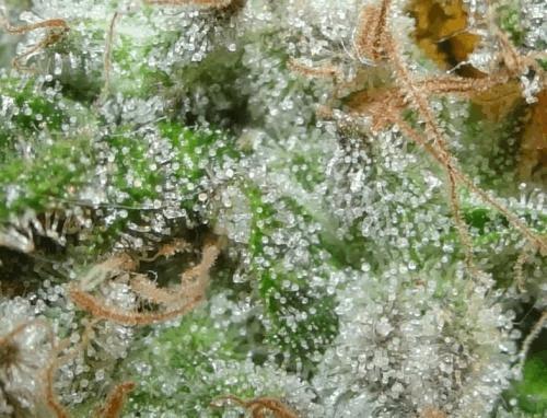 post-740655-0-47006600-1330907408_thumb.jpg