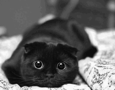adorable-awesome-big-black-cat-cute-Favim.com-95941.jpg
