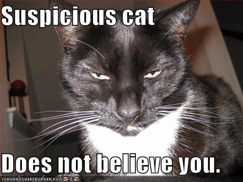 Suspicious Cat.jpg