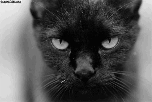Black_Cat_Close_Up.jpg
