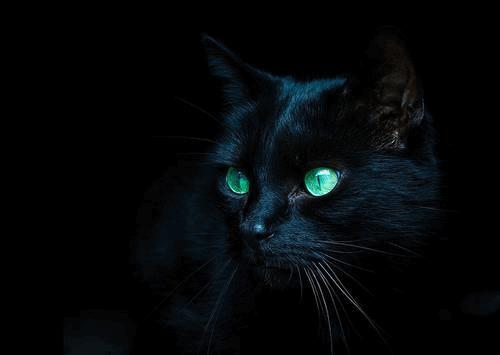 beautiful-black-cat-cute-dark-green-Favim.com-92616.jpg