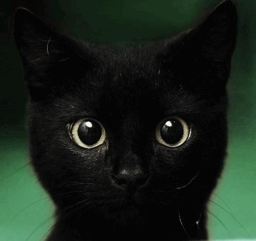 Beautiful-Black-Cat.jpg