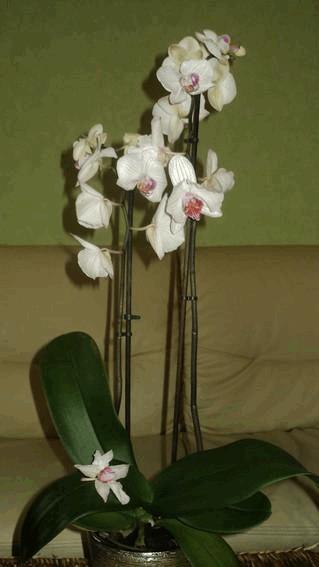 orchidée qui fane - Autres Plantes - CannaWeed
