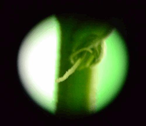 post-757654-0-11191700-1331666433_thumb.jpg