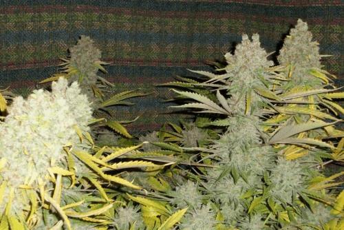 pinex2 009.JPG