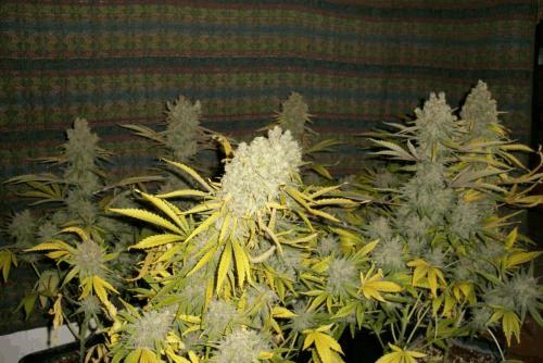 pinex2 010.JPG