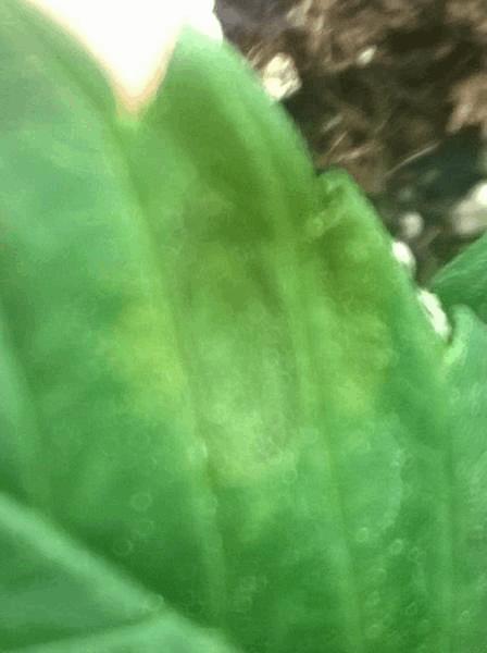 post-765496-0-03264400-1395588099_thumb.jpg