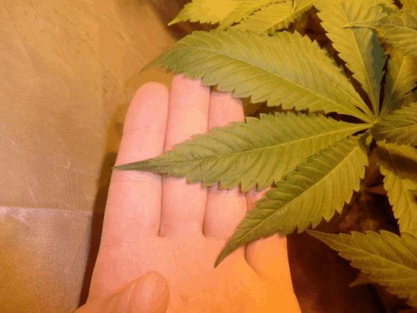 post-657257-0-01291300-1427121258_thumb.jpg
