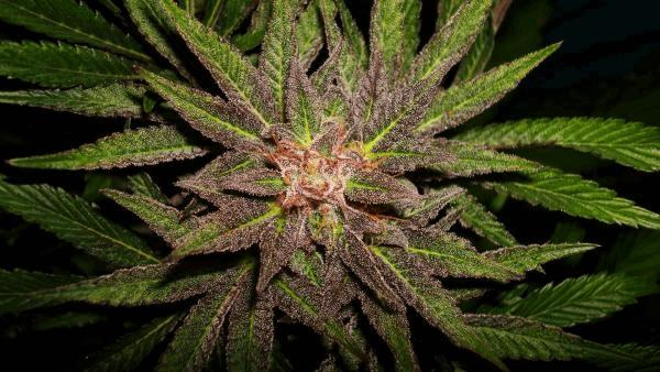 Grape Og Ernestone Mars 2015.jpg