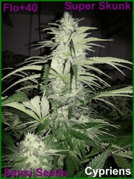 Super Skunk Cypriens Mars 2015.jpg