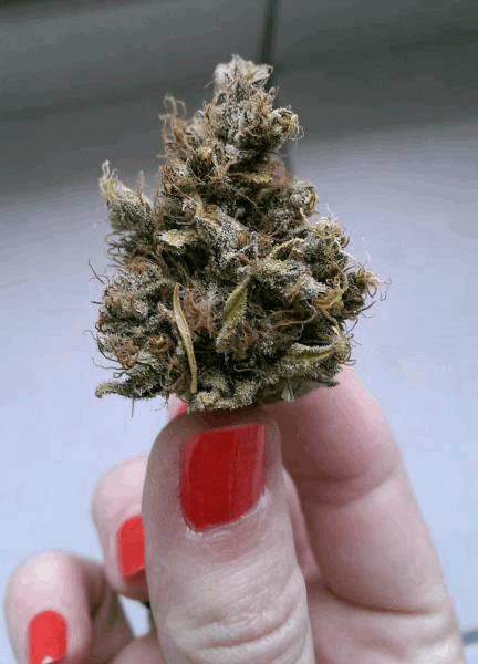 cbd critical mass.jpg